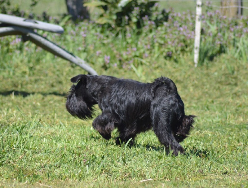 Les Schnauzer miniature de l'affixe De Tierra Lemi