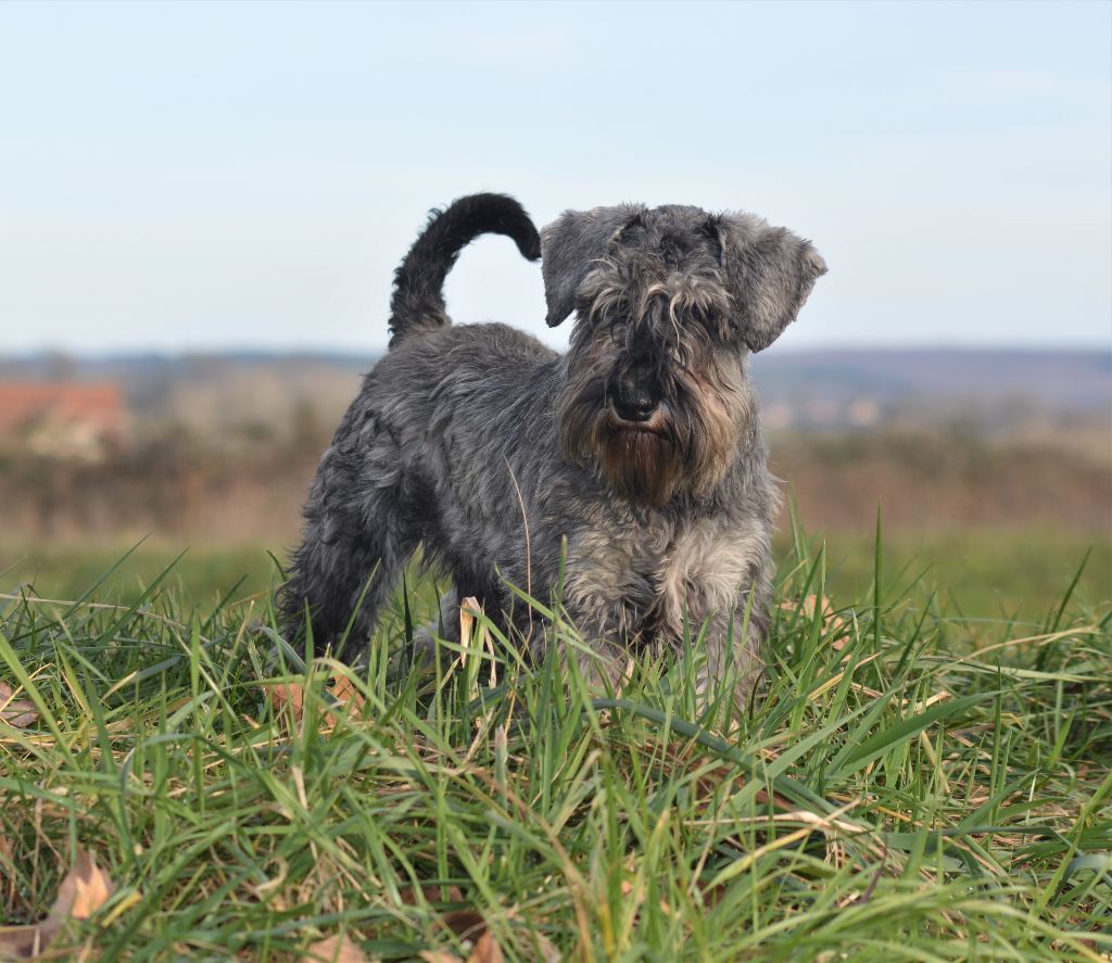 terras do mandeo's schnauzers Akira (uxy)