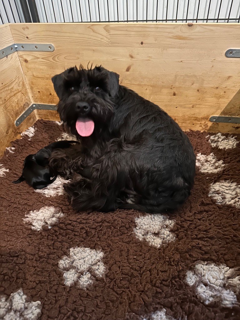 De Tierra Lemi - Les bébés schnauzers nains noirs sont nés !