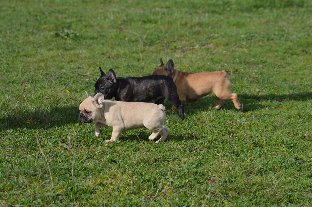 chiot Bouledogue français De Tierra Lemi