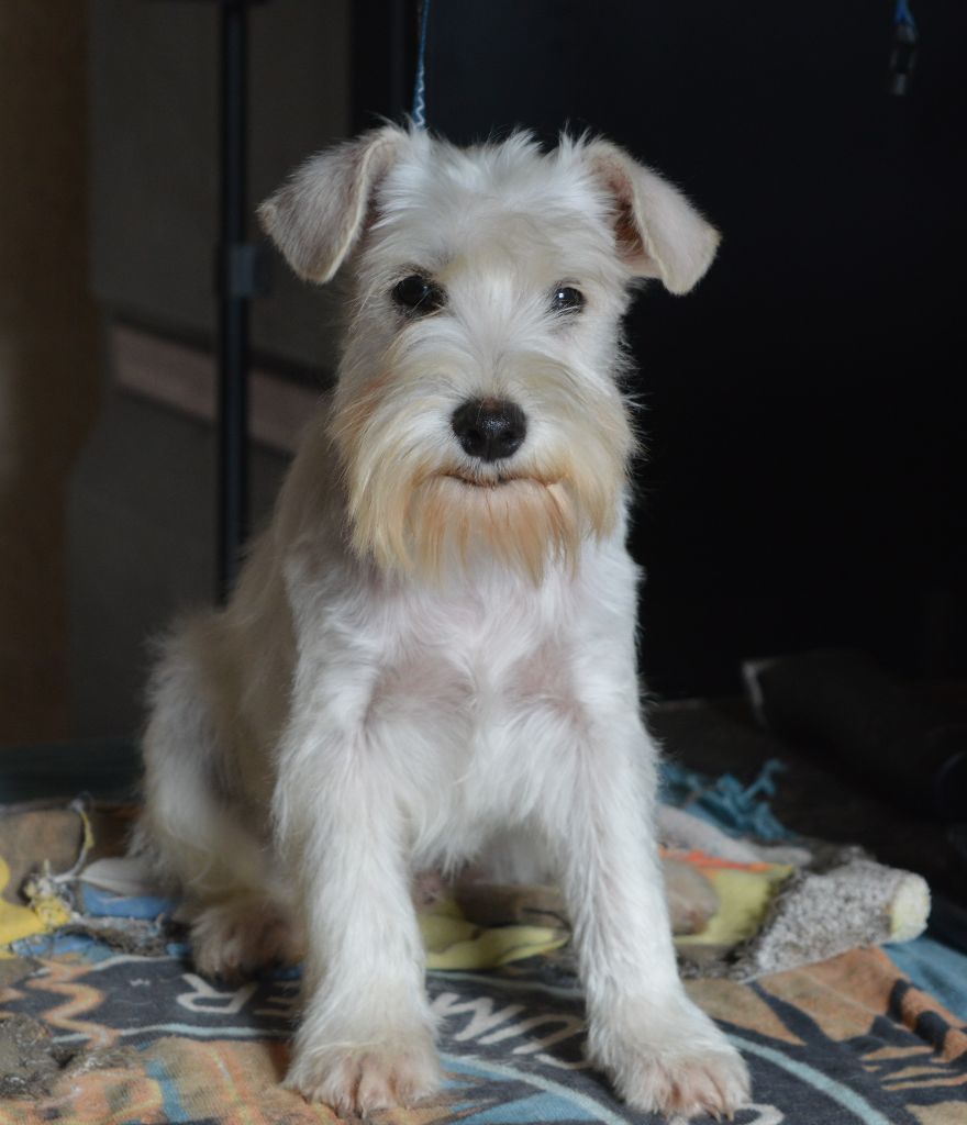 De Tierra Lemi - Chiot disponible  - Schnauzer miniature