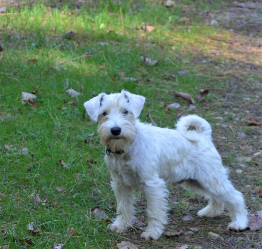 De Tierra Lemi - Chiot disponible  - Schnauzer miniature