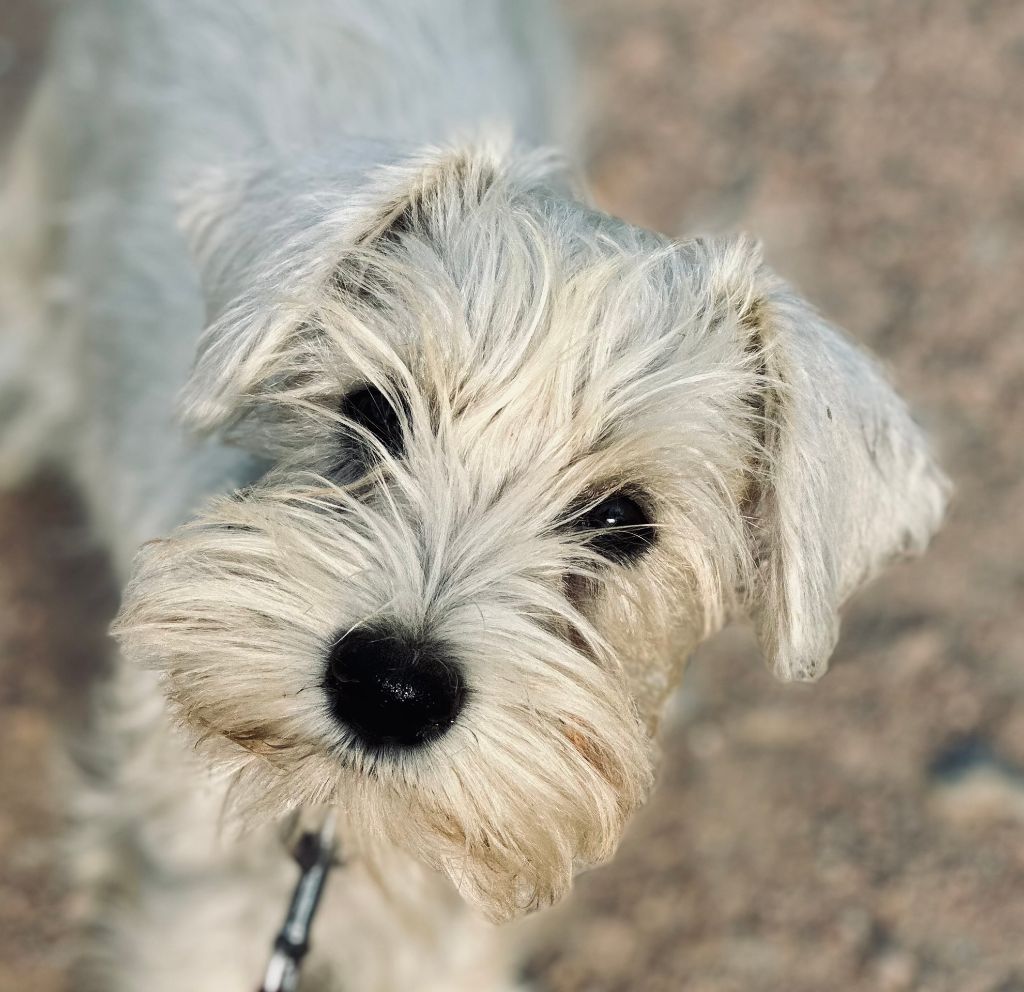 De Tierra Lemi - Chiot disponible  - Schnauzer miniature