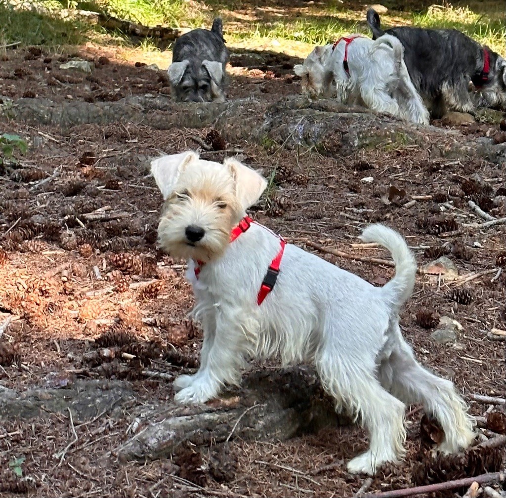 chiot Schnauzer miniature De Tierra Lemi