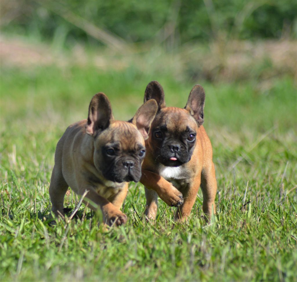 chiot Bouledogue français De Tierra Lemi