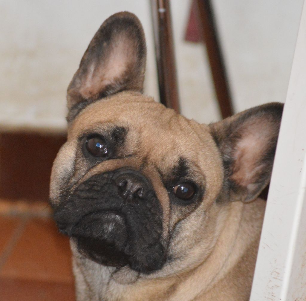 chiot Bouledogue français De Tierra Lemi