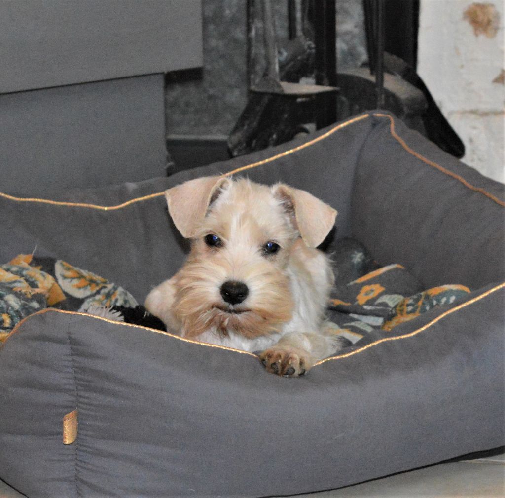 chiot Schnauzer miniature De Tierra Lemi