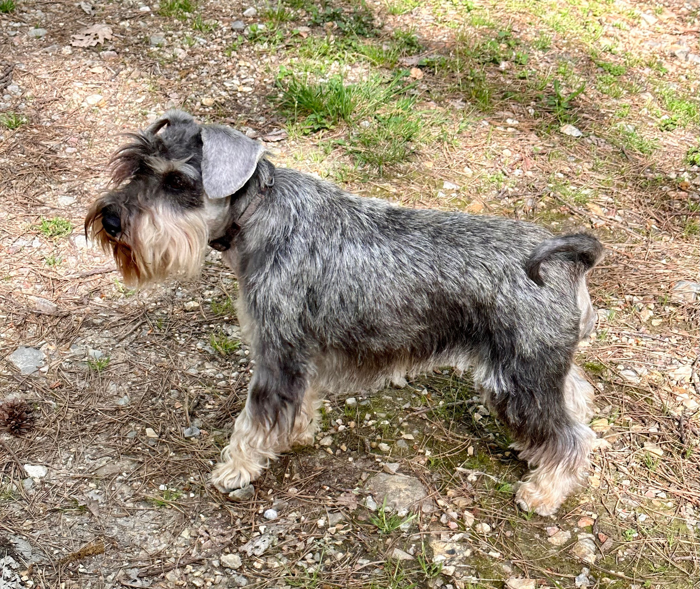 terras do mandeo's schnauzers Betty (Vetty)