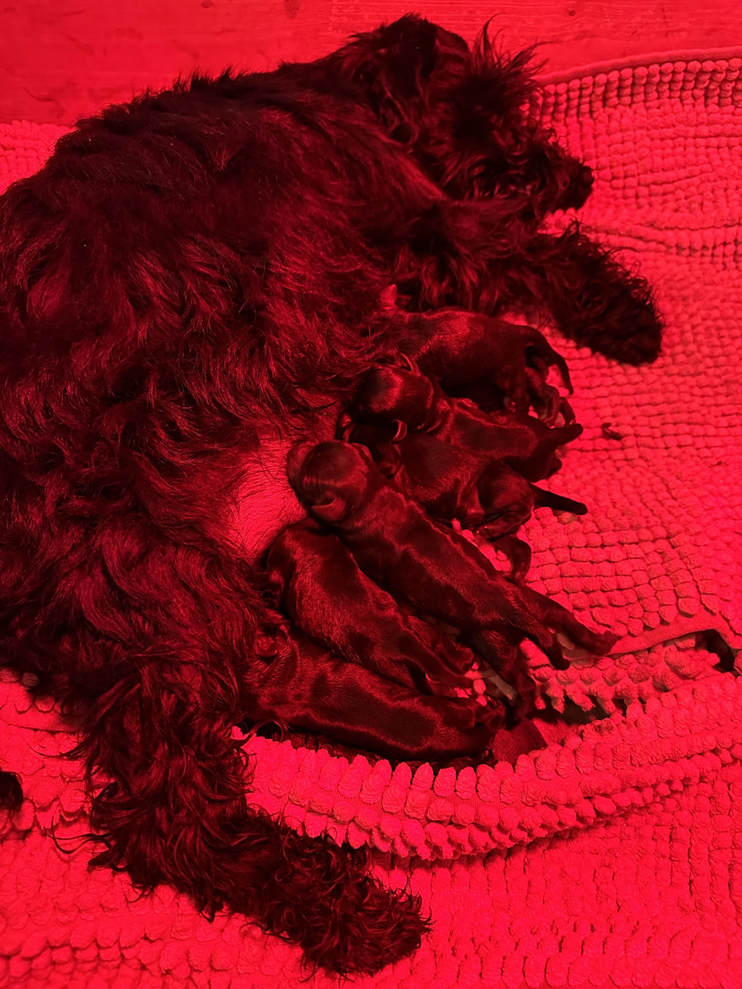 Des bébés sont nés !!!!