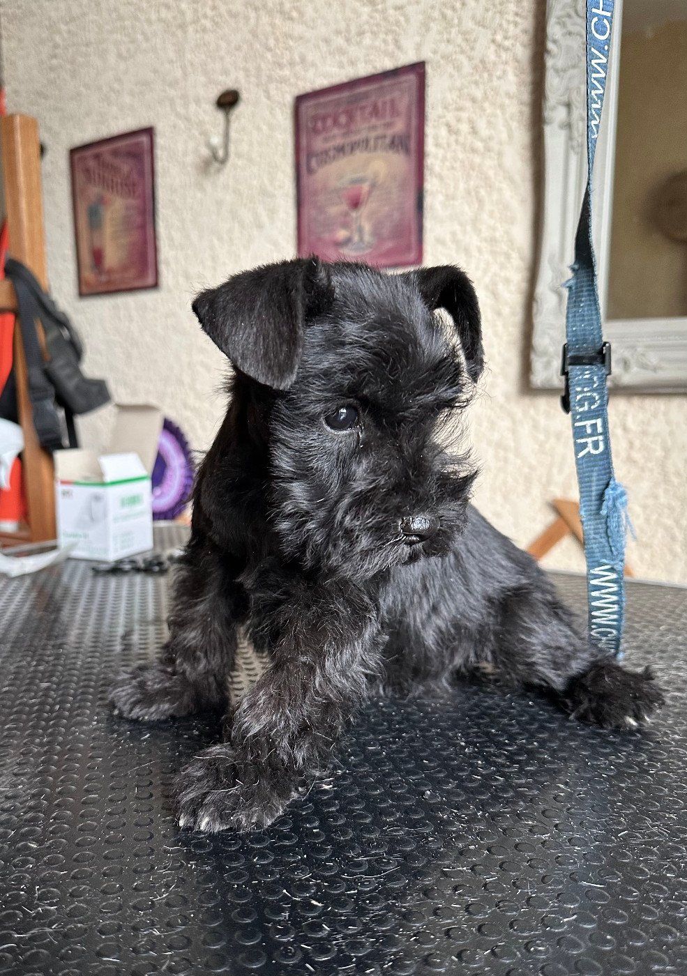 De Tierra Lemi - Chiot femelle à vendre