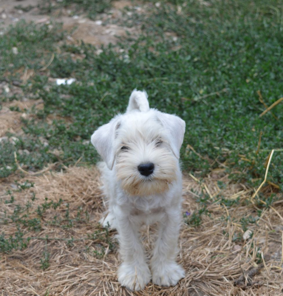 De Tierra Lemi - Chiots disponibles - Schnauzer miniature