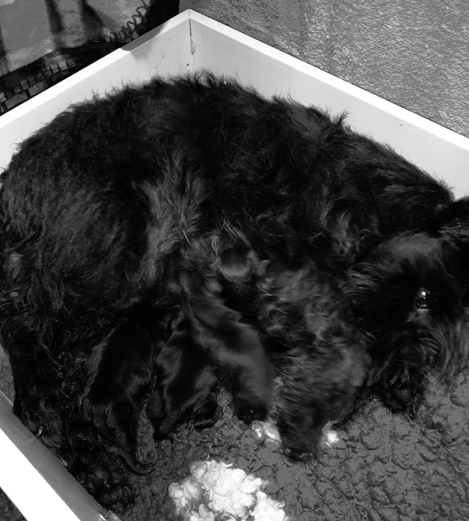 De Tierra Lemi - Schnauzer miniature - Portée née le 27/02/2022