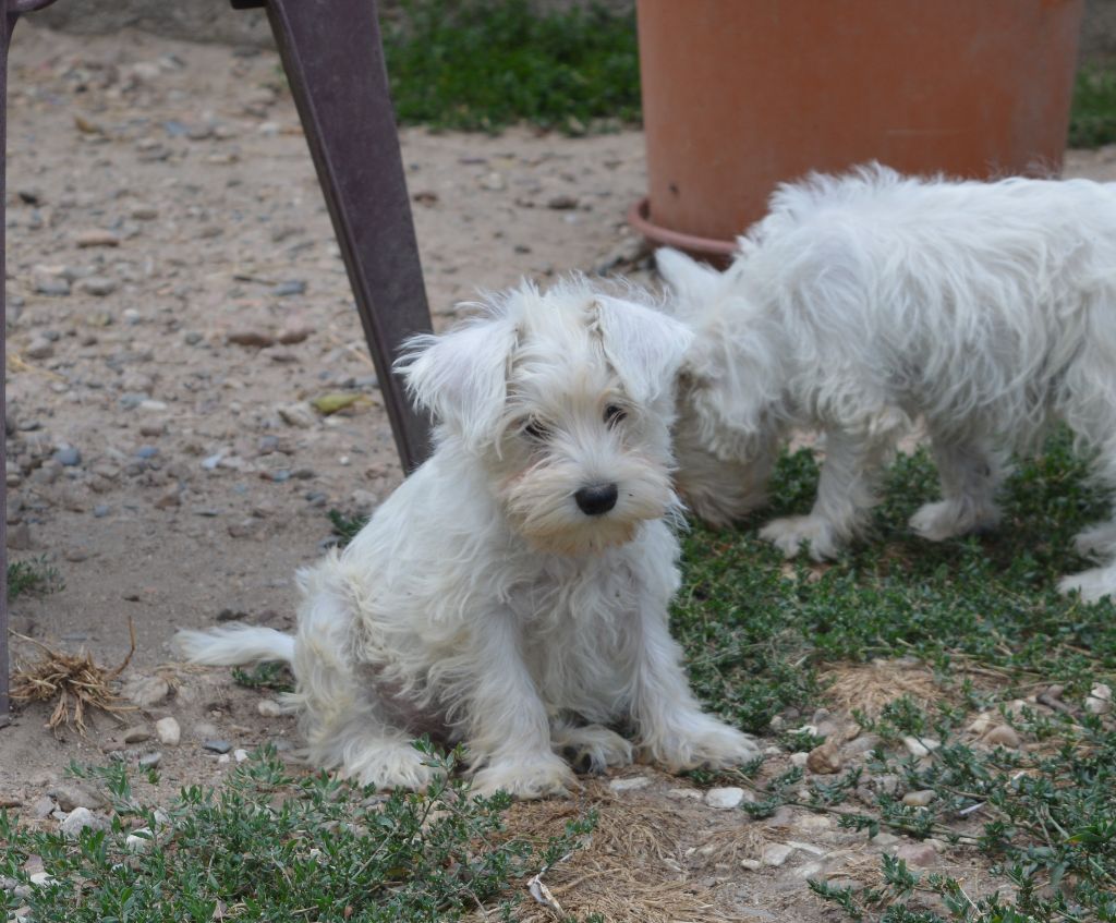 De Tierra Lemi - Chiots disponibles - Schnauzer miniature