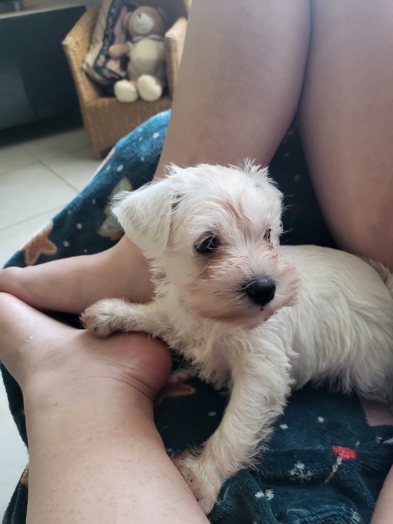 De Tierra Lemi - Chiots disponibles - Schnauzer miniature