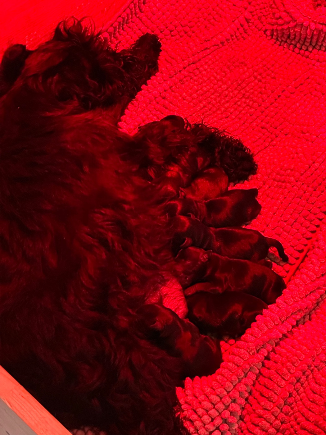 Chiot Schnauzer miniature De Tierra Lemi