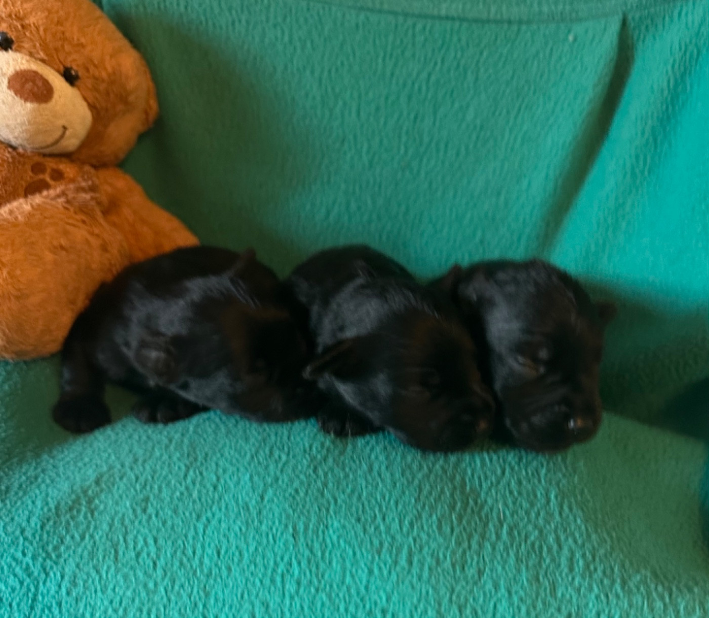 De Tierra Lemi - Chiots disponibles - Schnauzer miniature