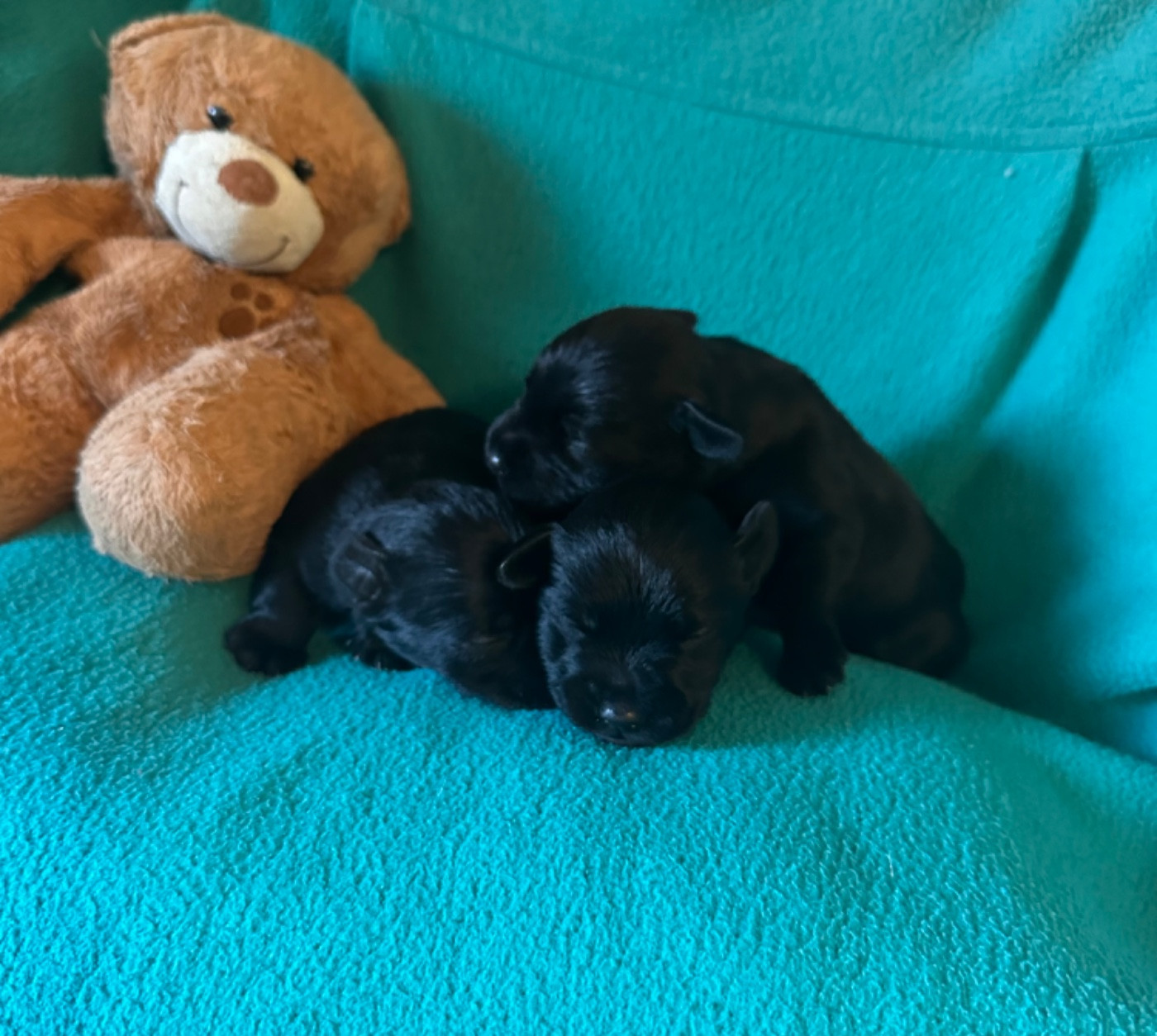 De Tierra Lemi - Chiots disponibles - Schnauzer miniature