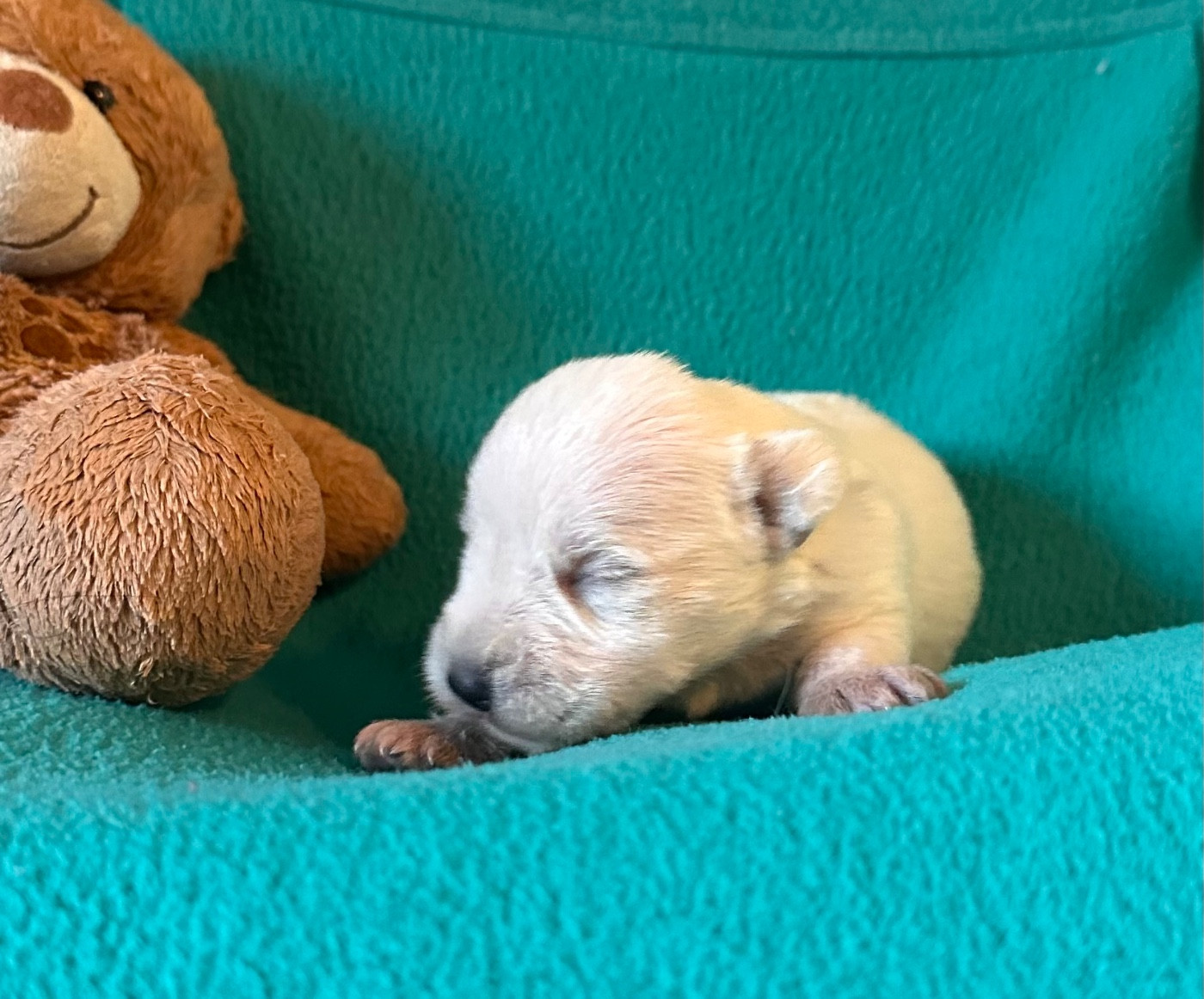 De Tierra Lemi - Chiots disponibles - Schnauzer miniature