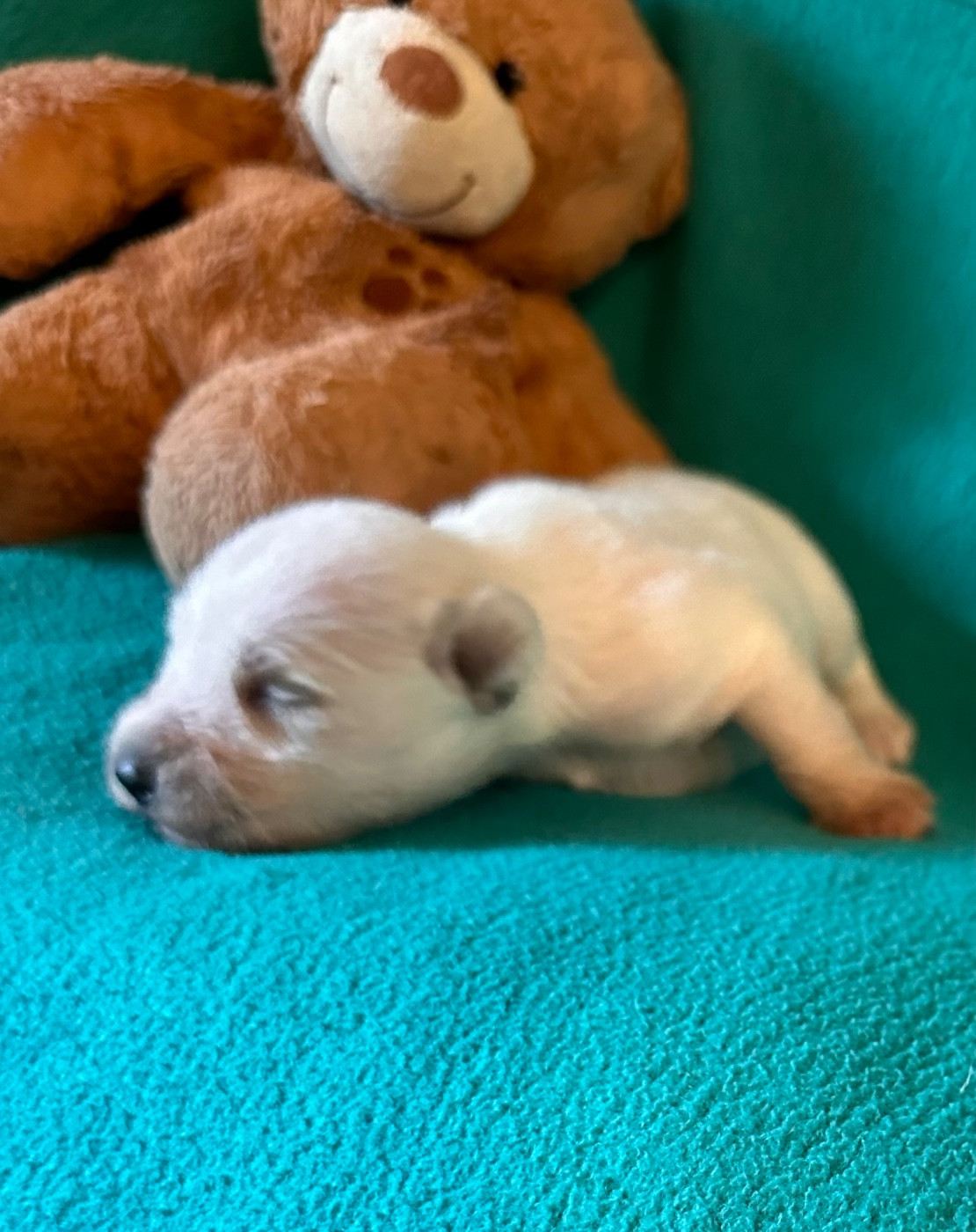 De Tierra Lemi - Chiots disponibles - Schnauzer miniature