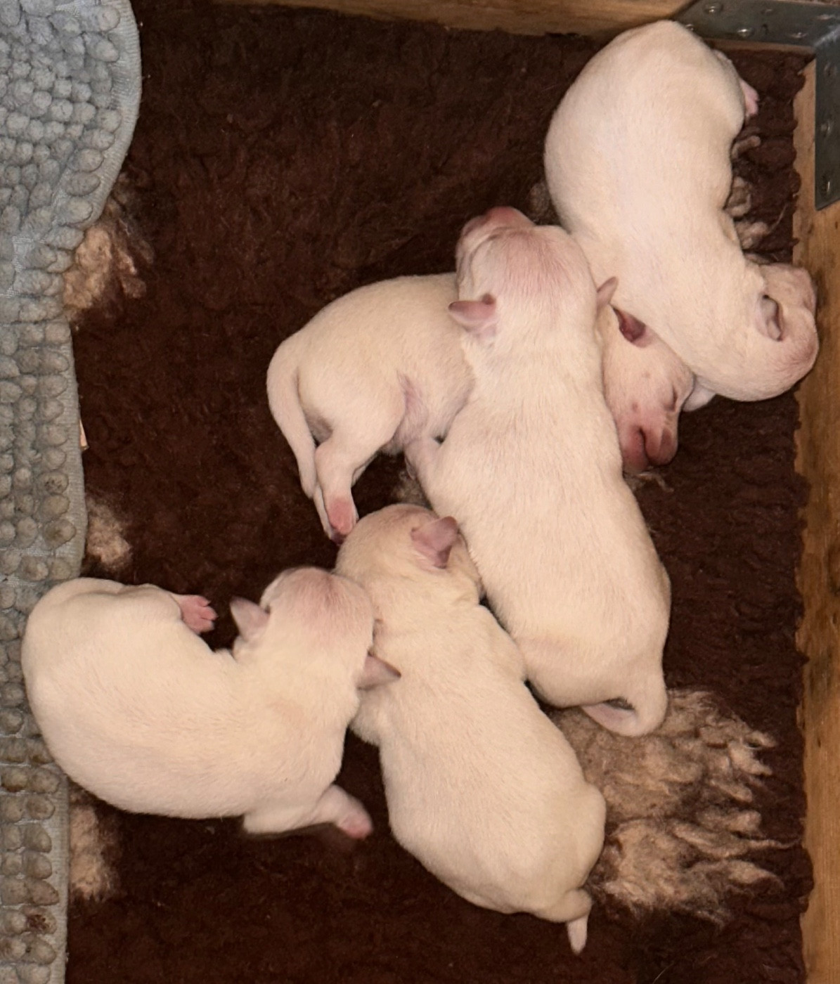 Chiot Schnauzer miniature De Tierra Lemi