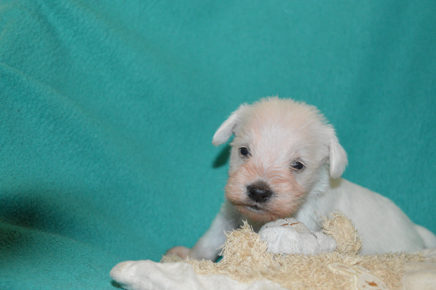 De Tierra Lemi - Chiots disponibles - Schnauzer miniature