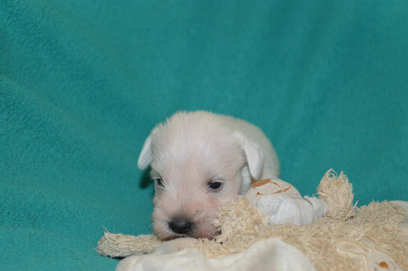 De Tierra Lemi - Chiots disponibles - Schnauzer miniature