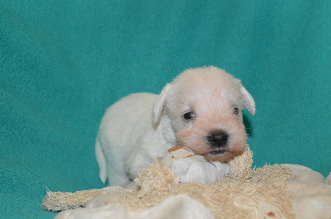 De Tierra Lemi - Chiots disponibles - Schnauzer miniature