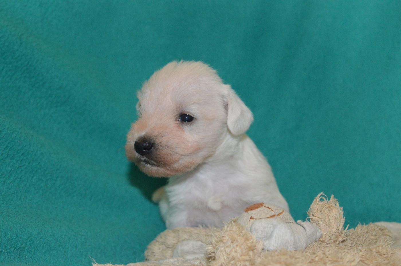 De Tierra Lemi - Chiots disponibles - Schnauzer miniature