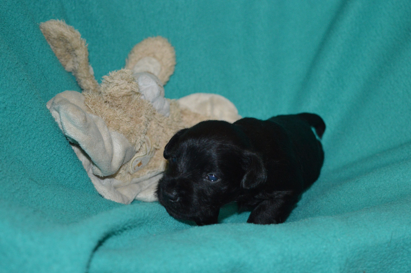 De Tierra Lemi - Chiots disponibles - Schnauzer miniature