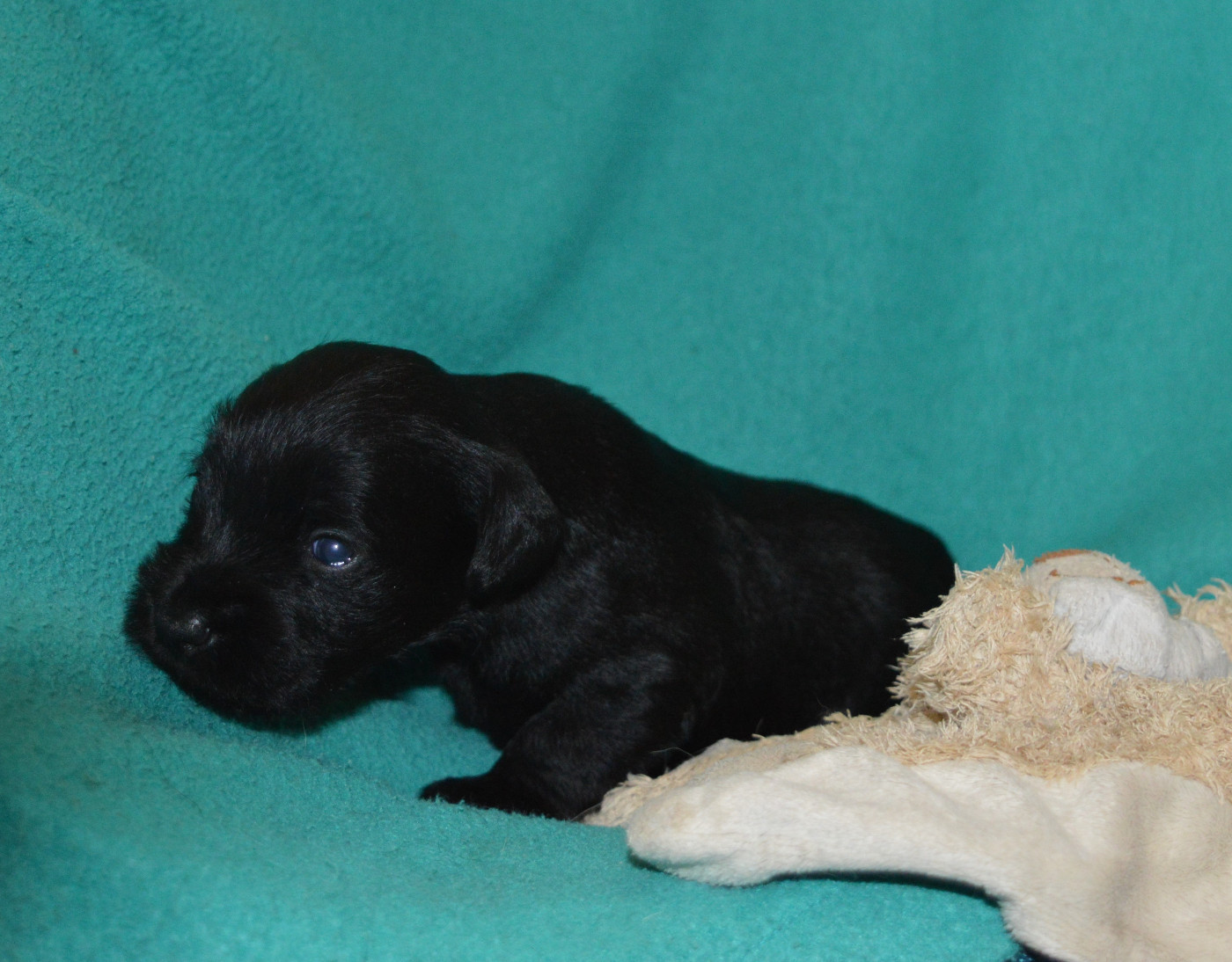 De Tierra Lemi - Chiots disponibles - Schnauzer miniature