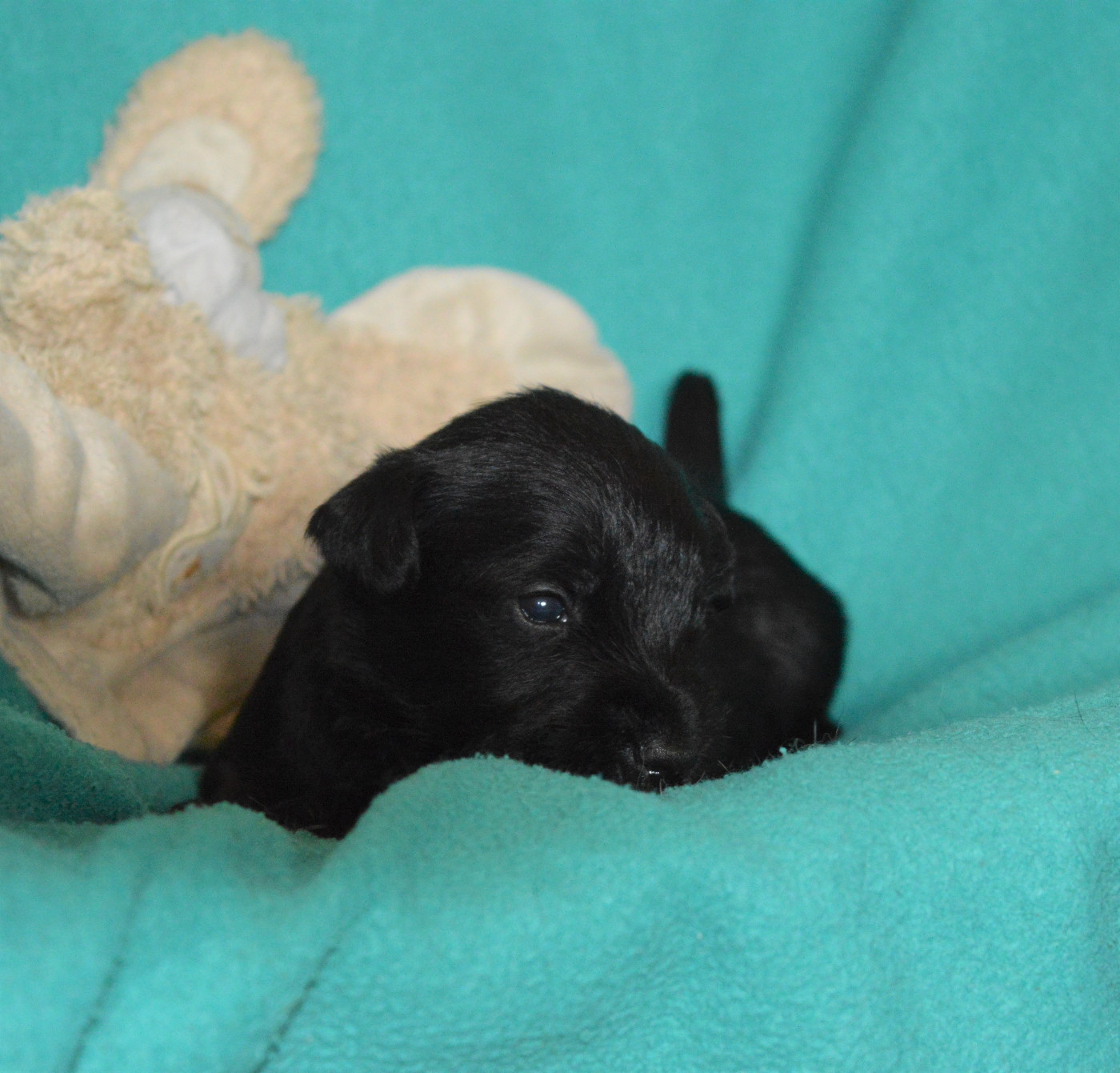 De Tierra Lemi - Chiots disponibles - Schnauzer miniature