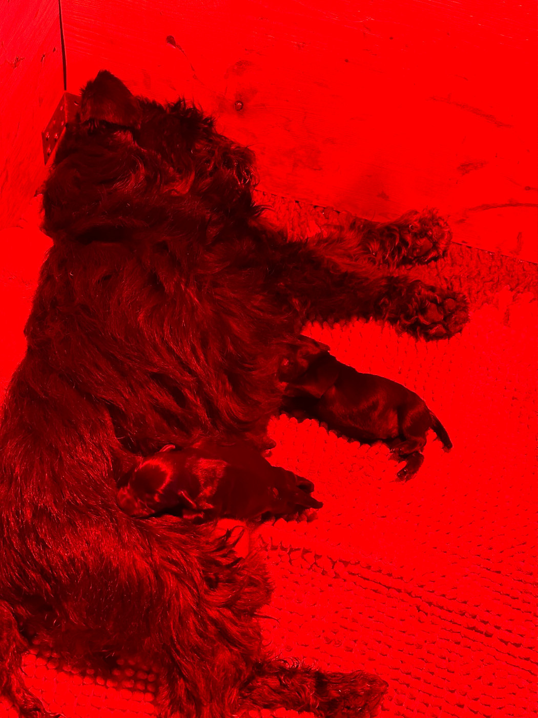 Chiot Schnauzer miniature De Tierra Lemi