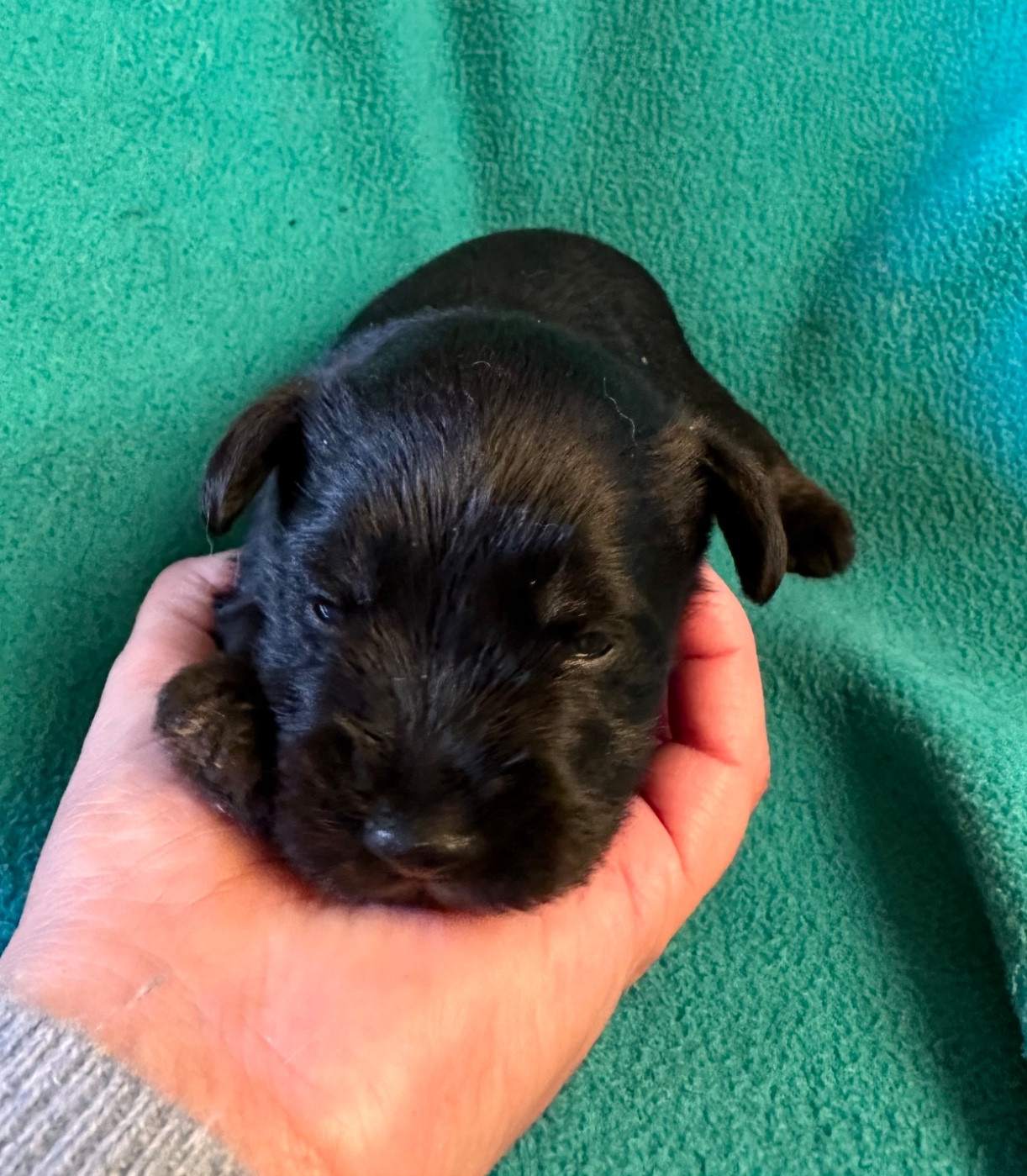 De Tierra Lemi - Chiots disponibles - Schnauzer miniature