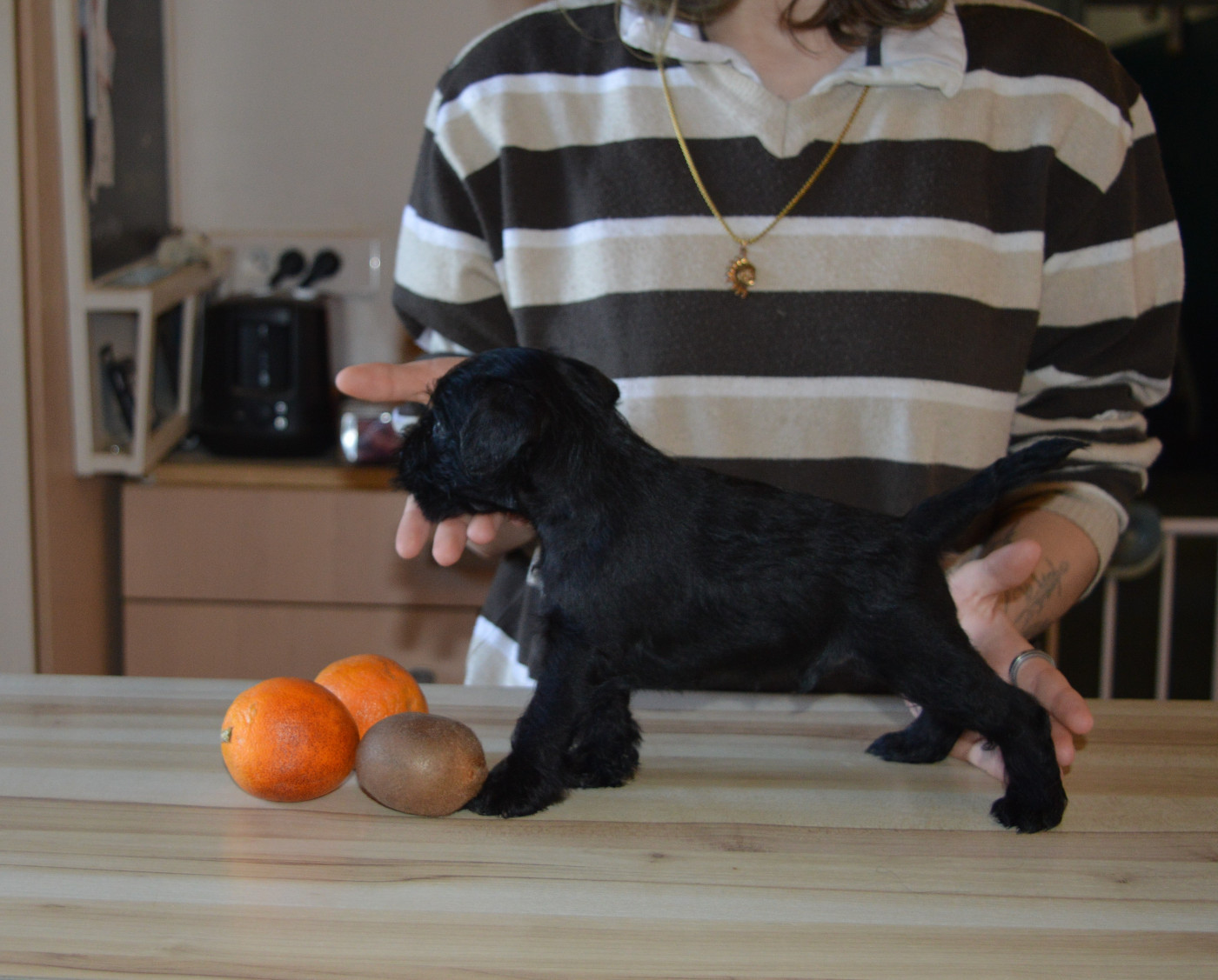 De Tierra Lemi - Chiots disponibles - Schnauzer miniature