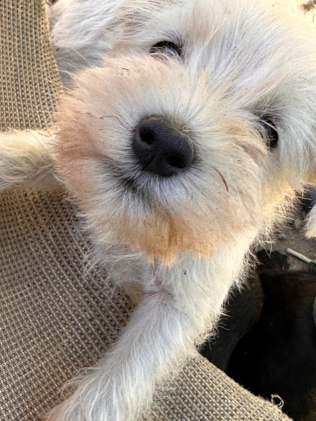 De Tierra Lemi - Chiots disponibles - Schnauzer miniature