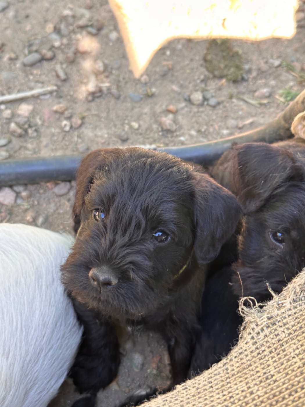De Tierra Lemi - Schnauzer miniature - Portée née le 09/03/2026