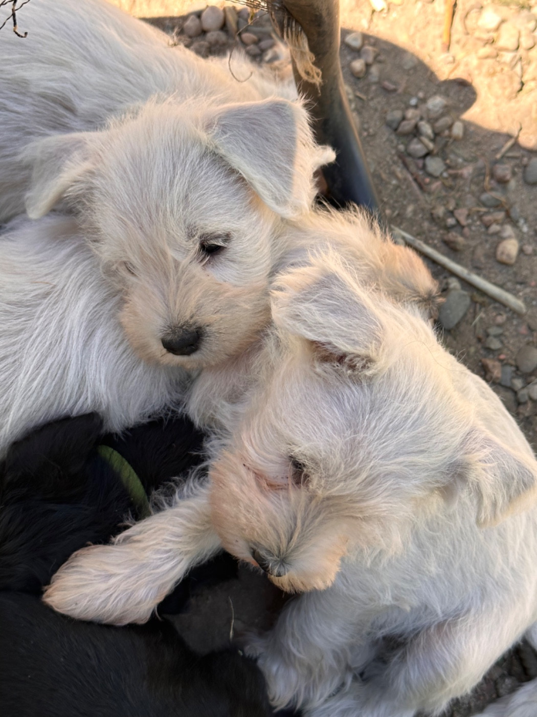Chiot Schnauzer miniature De Tierra Lemi