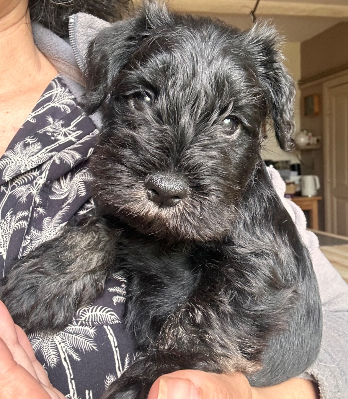 De Tierra Lemi - Chiots disponibles - Schnauzer miniature