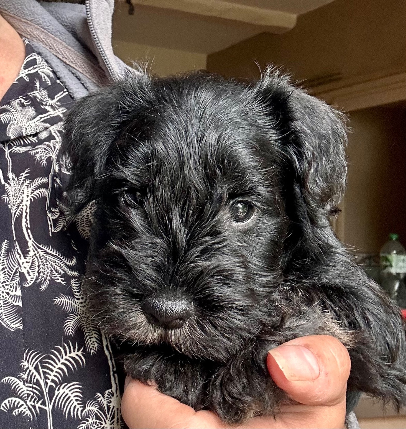 De Tierra Lemi - Schnauzer miniature - Portée née le 28/03/2026