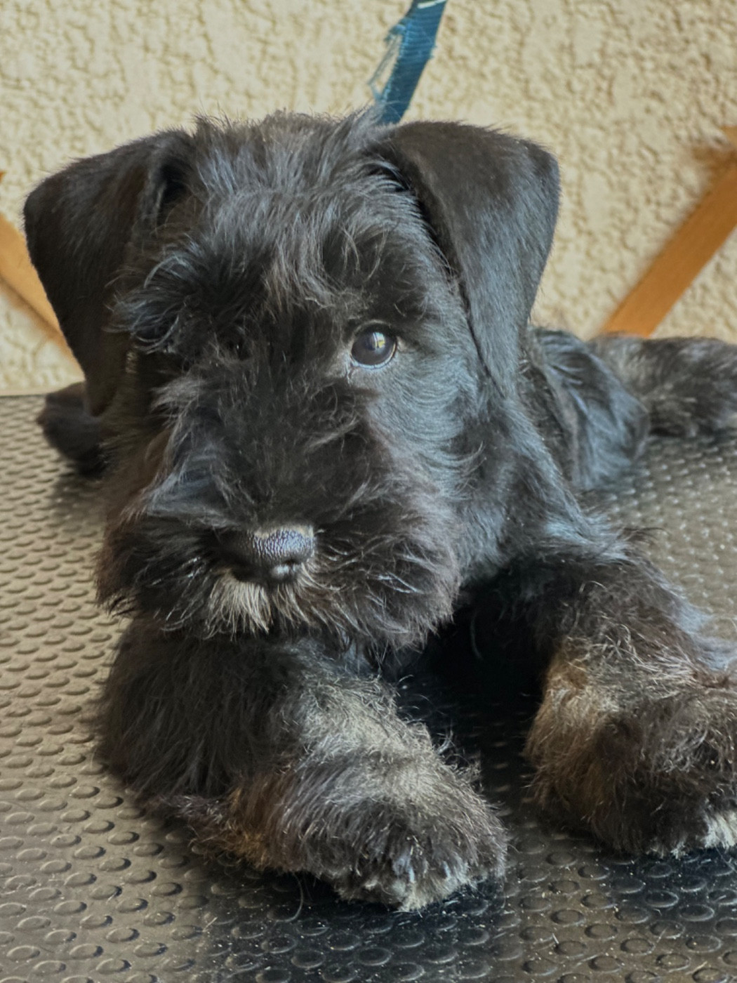 De Tierra Lemi - Chiots disponibles - Schnauzer miniature