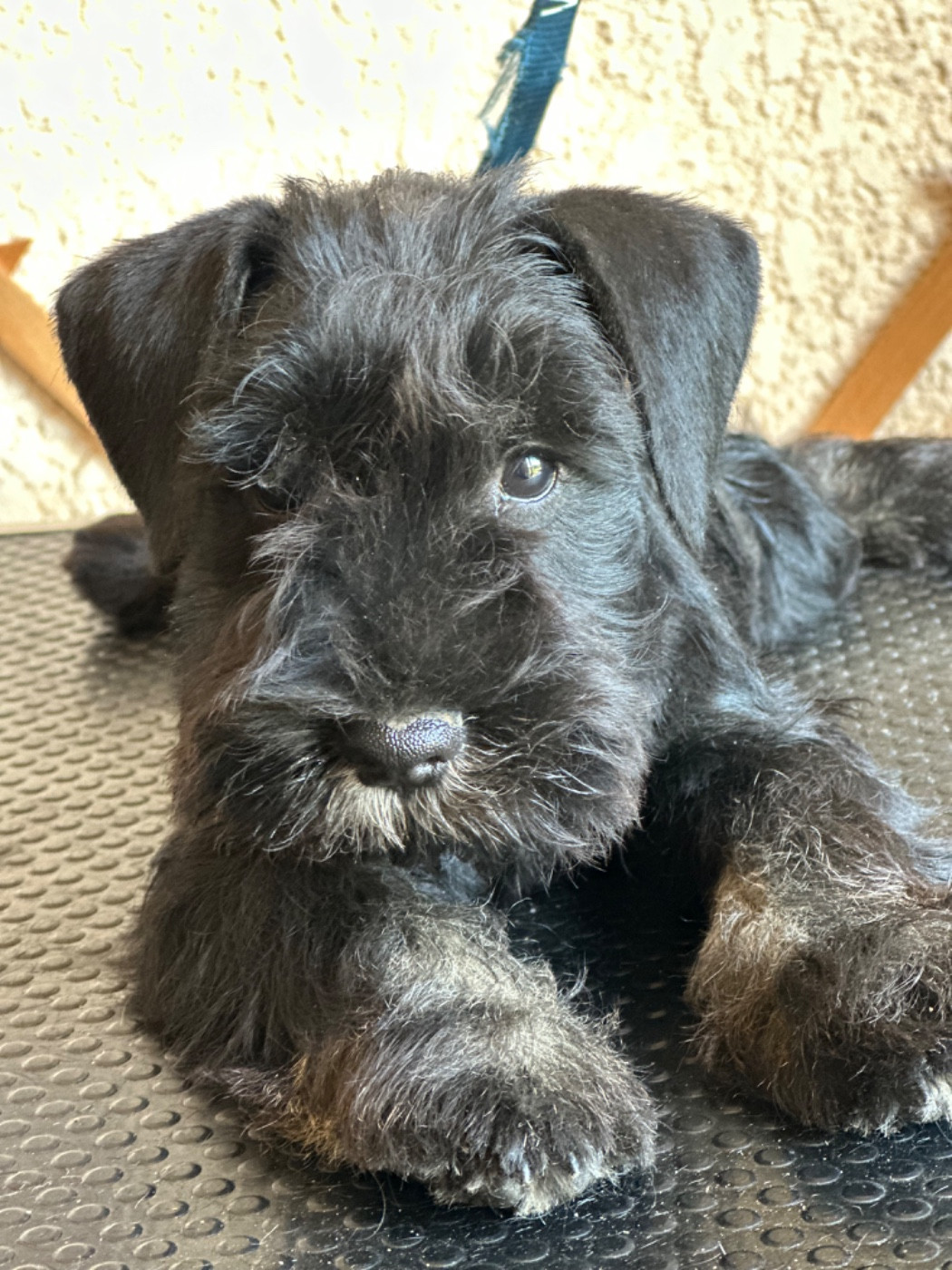 De Tierra Lemi - Schnauzer miniature - Portée née le 28/03/2026