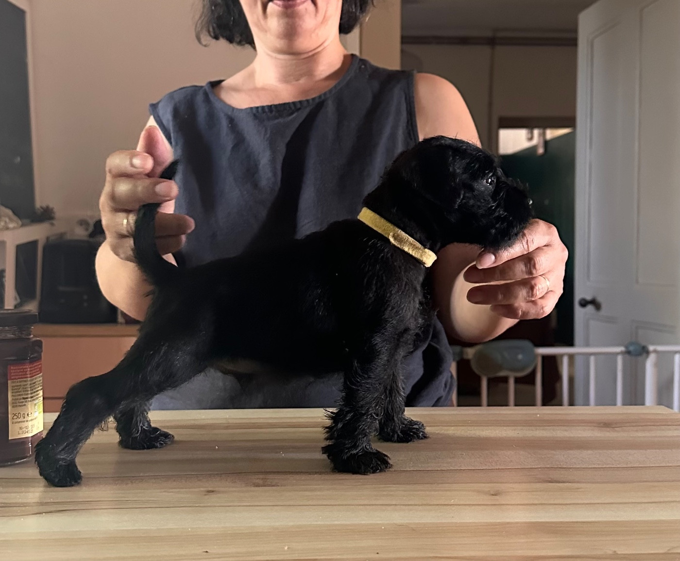 De Tierra Lemi - Chiots disponibles - Schnauzer miniature