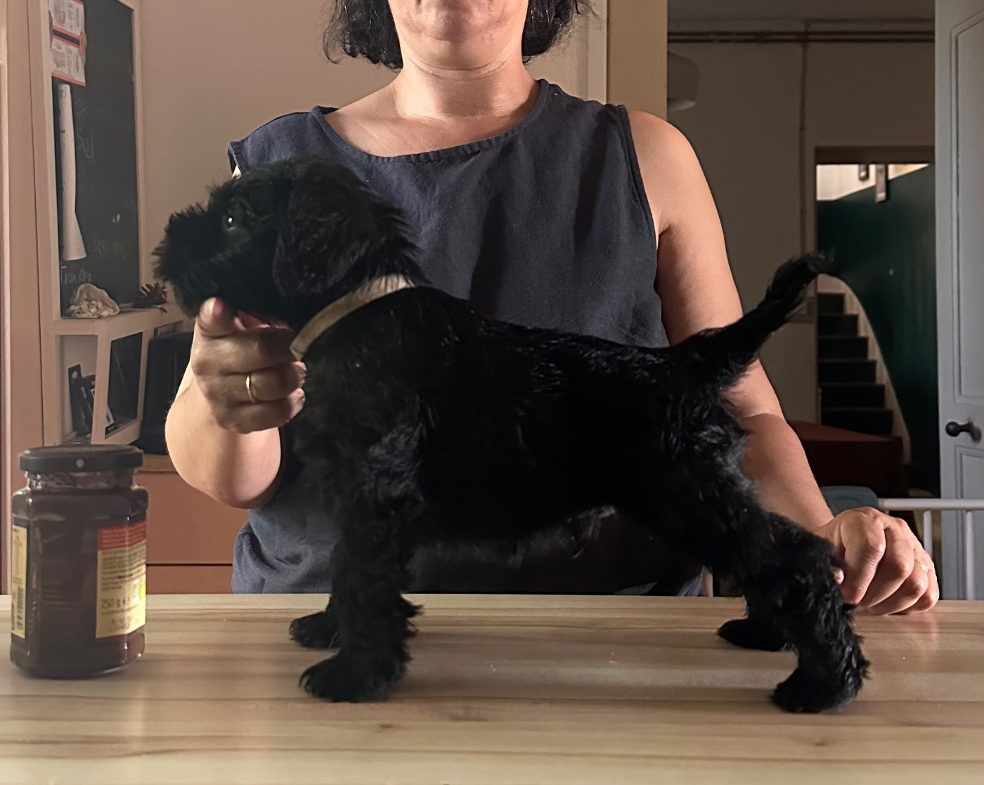 De Tierra Lemi - Chiots disponibles - Schnauzer miniature