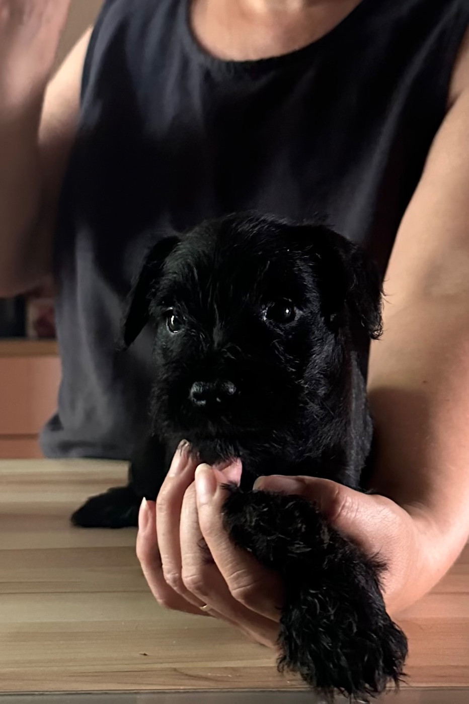 De Tierra Lemi - Schnauzer miniature - Portée née le 10/05/2026