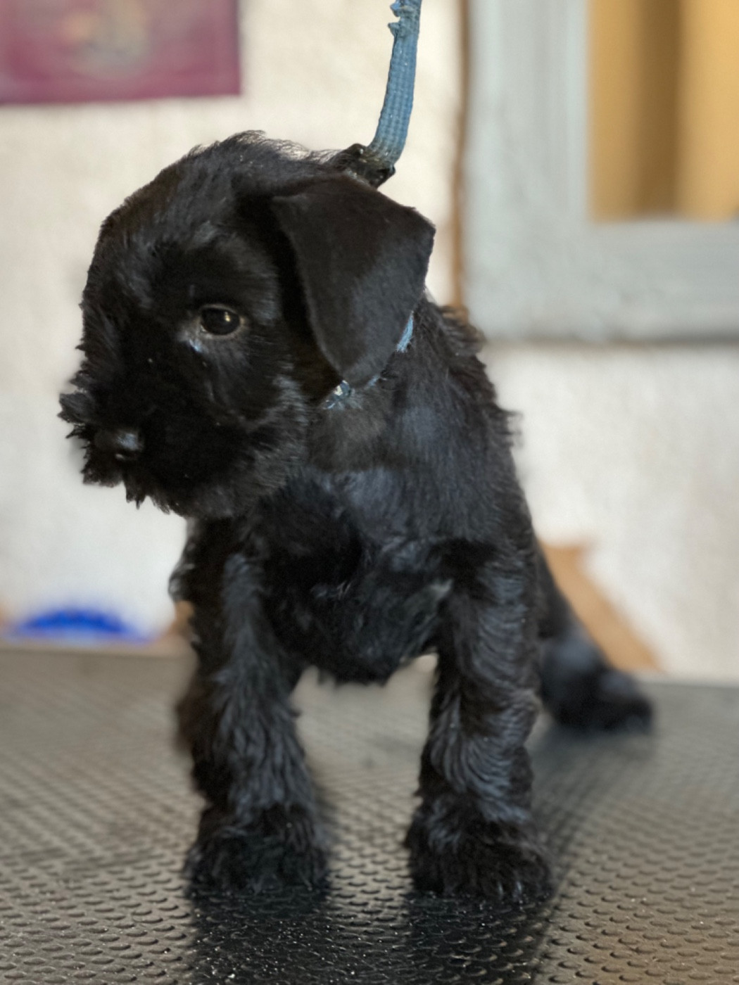 De Tierra Lemi - Chiots disponibles - Schnauzer miniature