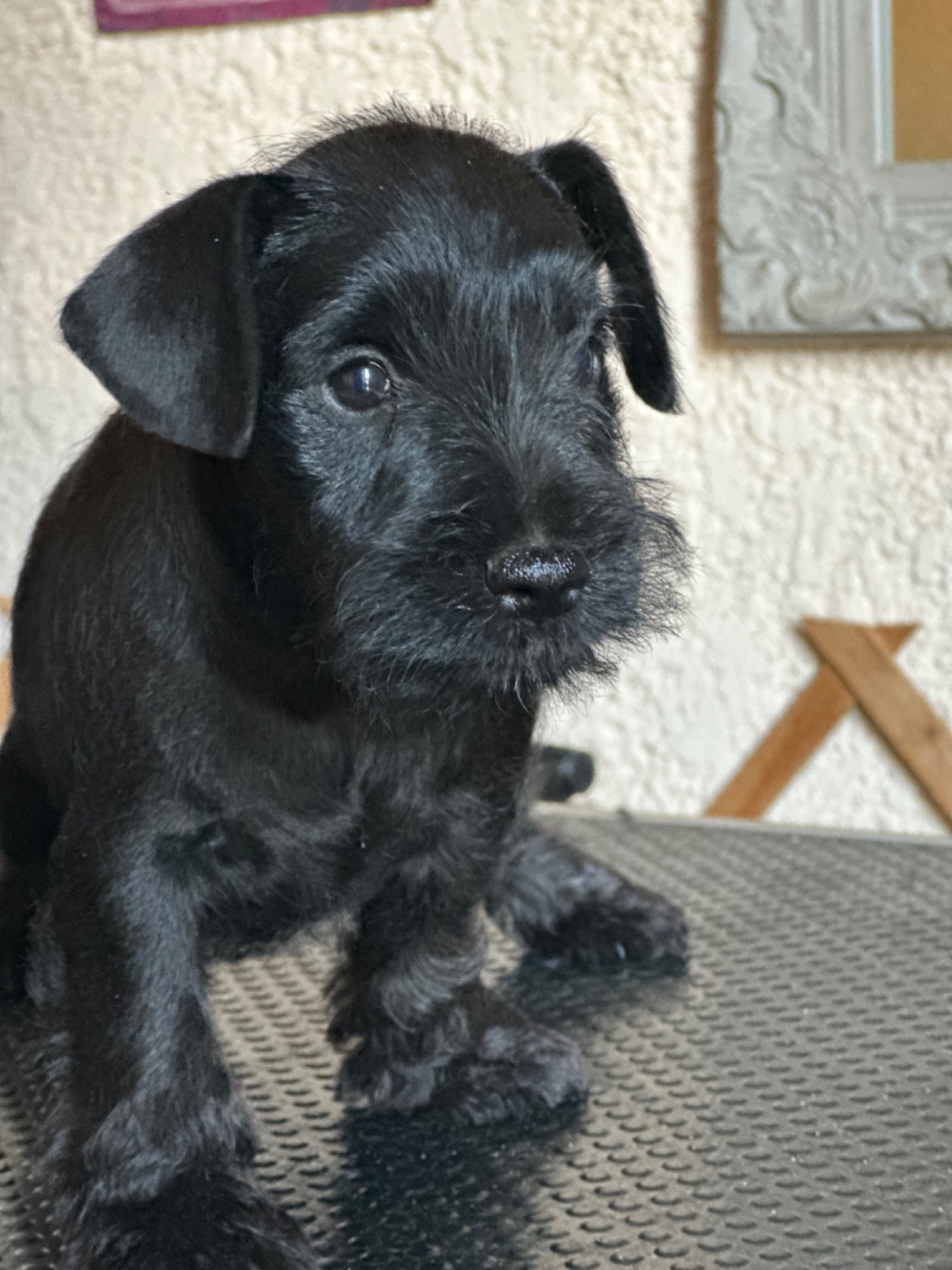 De Tierra Lemi - Chiots disponibles - Schnauzer miniature