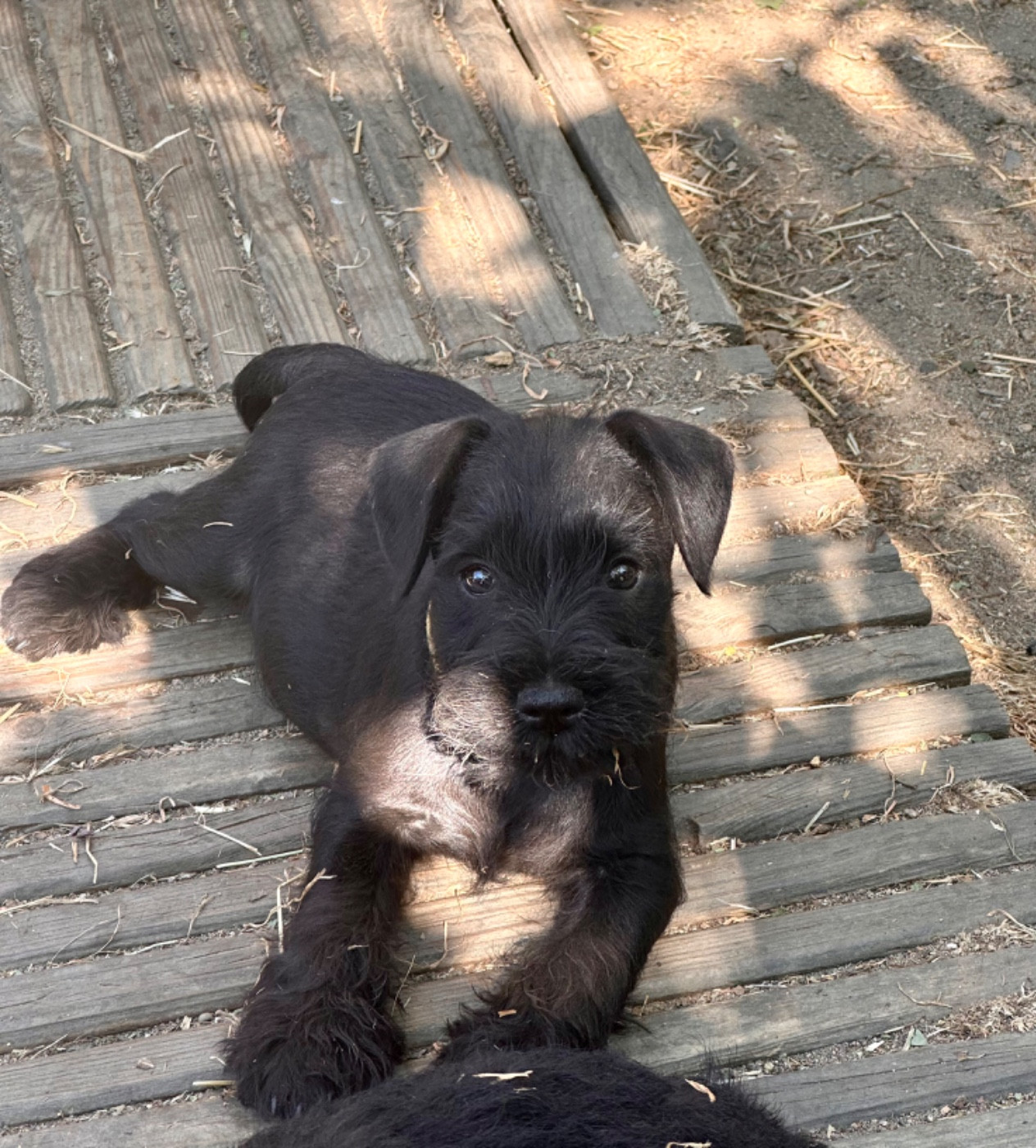 De Tierra Lemi - Chiots disponibles - Schnauzer miniature