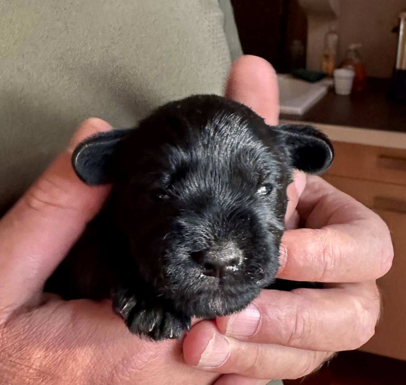 De Tierra Lemi - Chiots disponibles - Schnauzer miniature