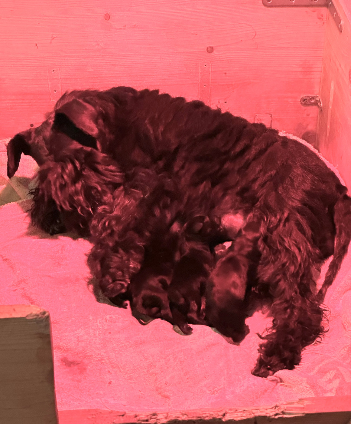 De Tierra Lemi - Schnauzer miniature - Portée née le 26/09/2026