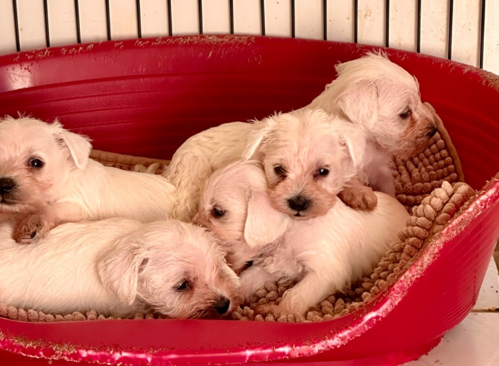 De Tierra Lemi - Chiots disponibles - Schnauzer miniature